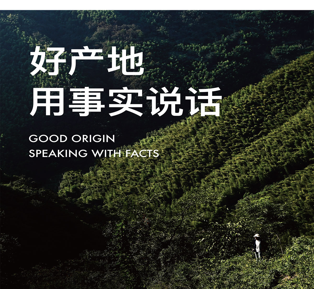 野放茶