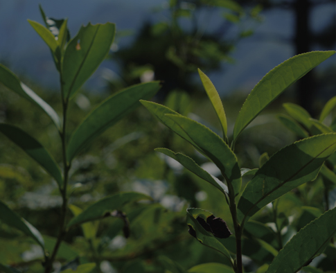野放茶