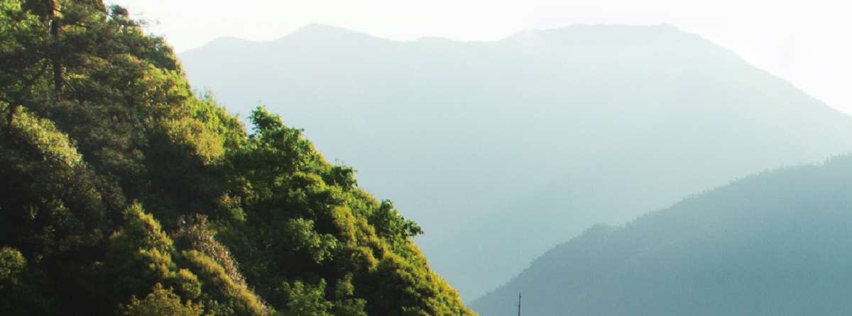 野放茶
