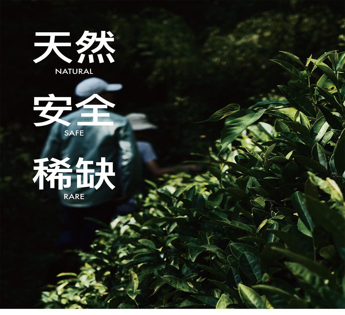 野放茶