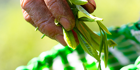 知野上教您选购好茶叶