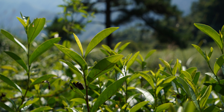 知野上告诉您什么是野放茶