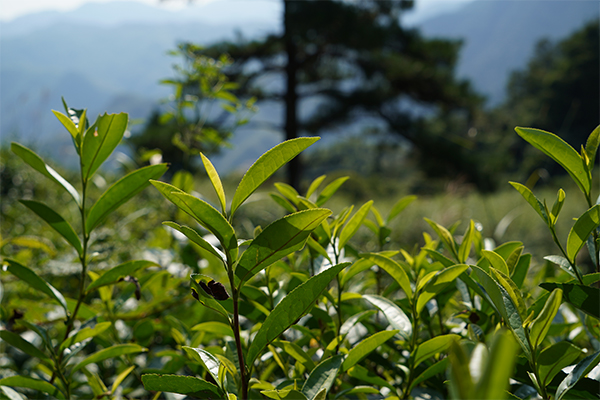 知野上告诉您什么是野放茶