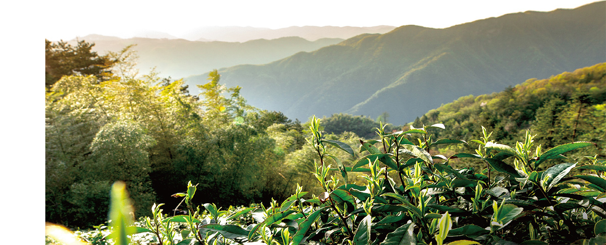 野放茶