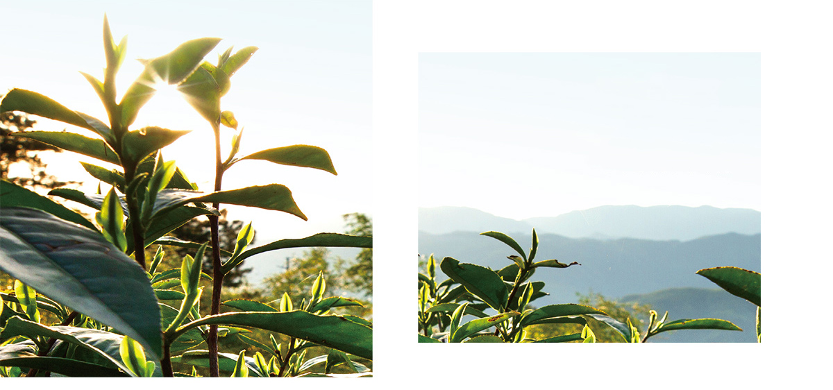 野放茶
