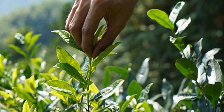 知野上分享荒野茶的3个特点