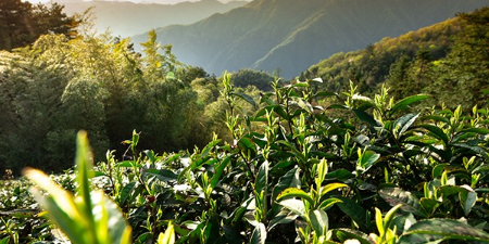 野生茶和野放茶有哪些区别？