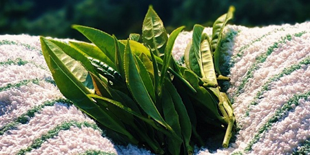 知野上分享鉴别野生茶的方法