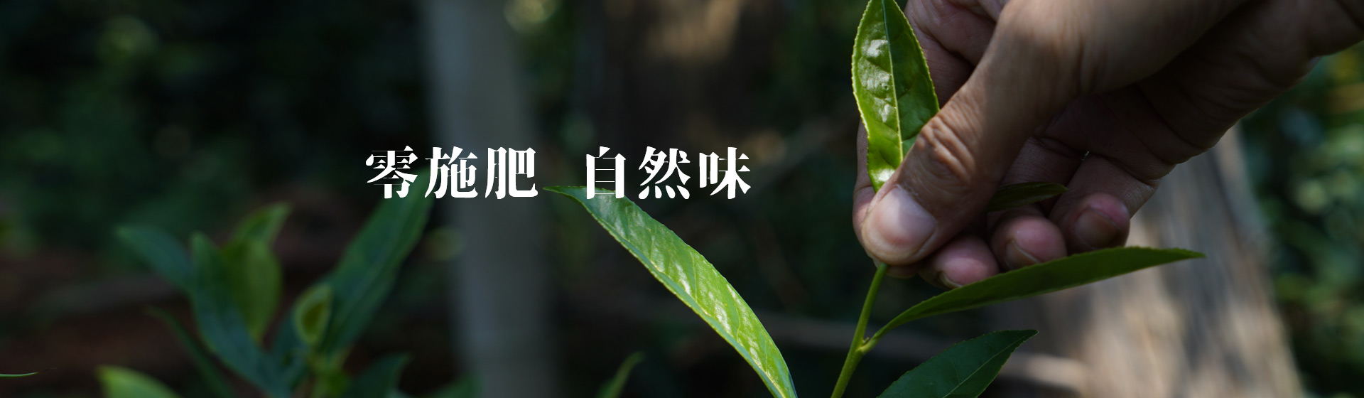 知野上 零施肥 自然味